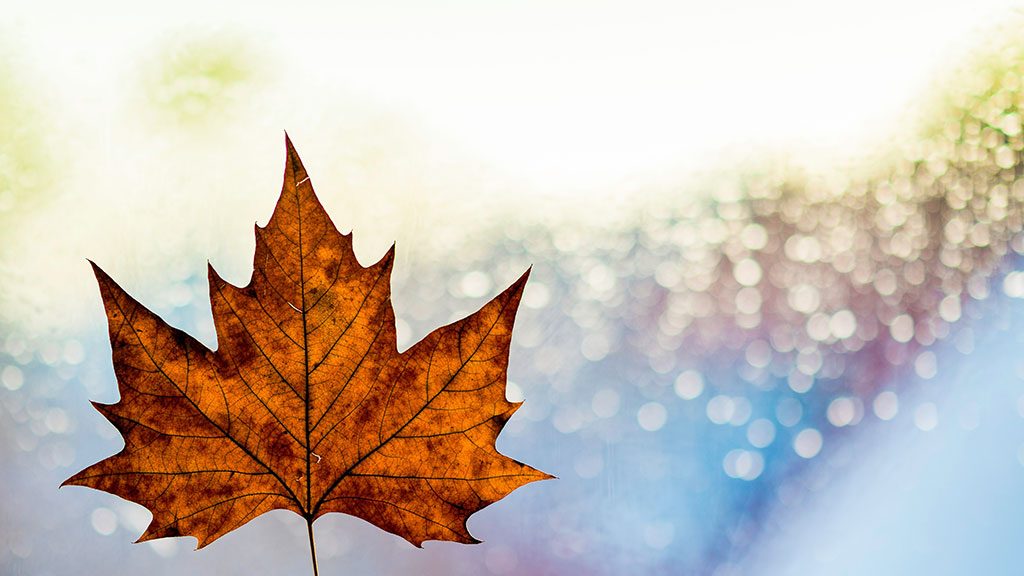 JLL Celebrates 25 Years in Canada