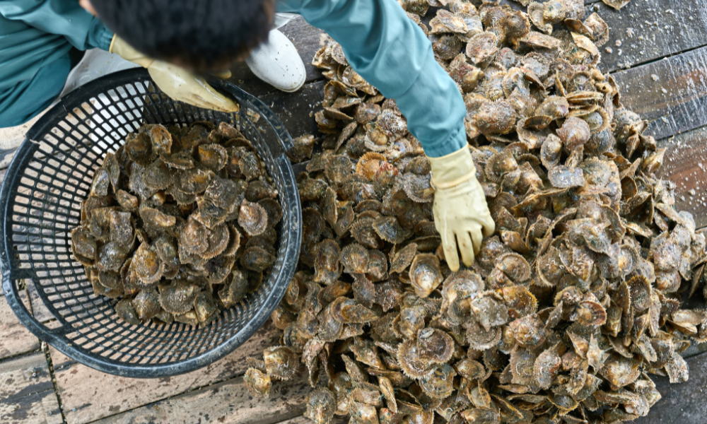 NB Processor Fined $1 Million and Banned from Temporary Foreign Worker Program